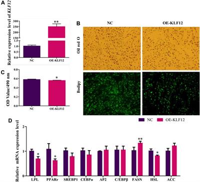 miR-214-5p Regulating Differentiation of Intramuscular Preadipocytes in Goats via Targeting KLF12